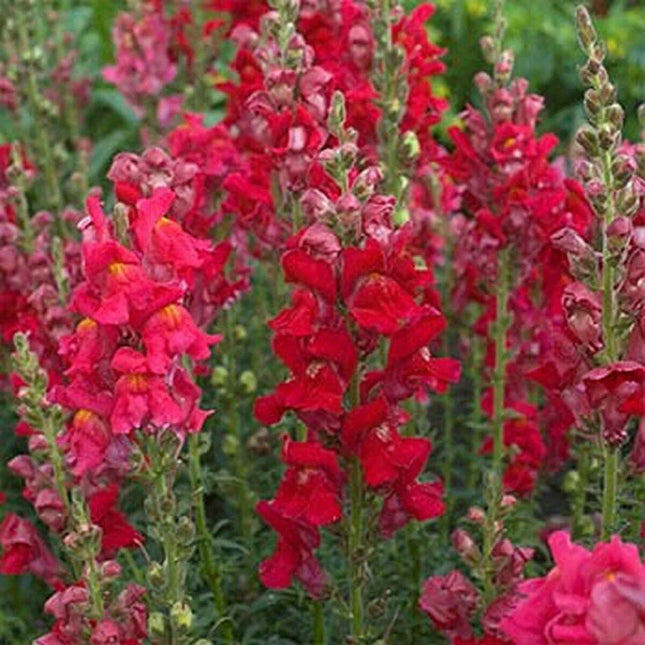 200 Snapdragon Ruby Seeds - Seed World