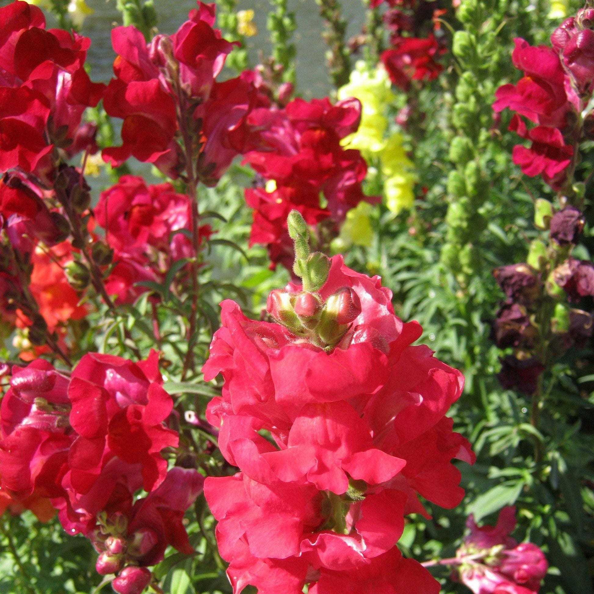 200 Snapdragon Ruby Seeds - Seed World