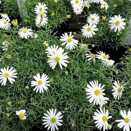 200 Swan River Mix Daisy Flower Seeds - Seed World