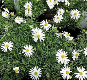 200 Swan River Mix Daisy Flower Seeds - Seed World