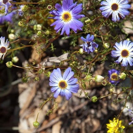 200 Swan River Mix Daisy Flower Seeds - Seed World