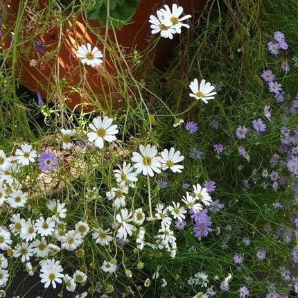 200 Swan River Mix Daisy Flower Seeds - Seed World