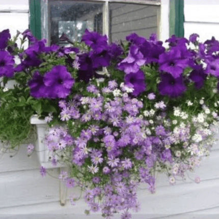 200 Swan River Mix Daisy Flower Seeds - Seed World