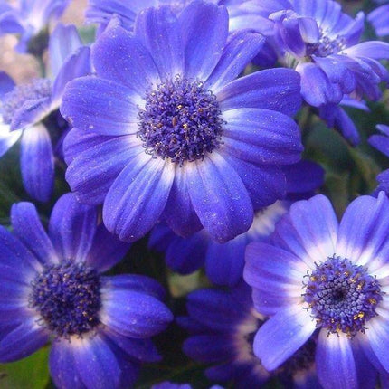 200 Swan River Mix Daisy Flower Seeds - Seed World