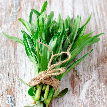 200 Tarragon Seeds - Seed World
