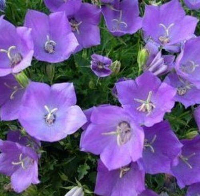 200 Tussock Bellflower Seeds - Seed World