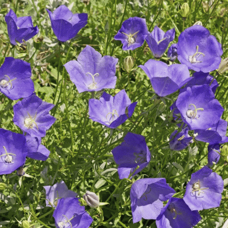 200 Tussock Bellflower Seeds - Seed World