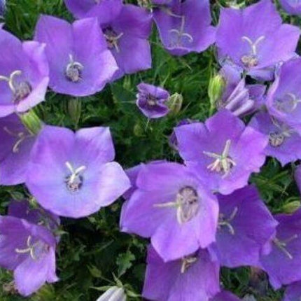 200 Tussock Bellflower Seeds - Seed World