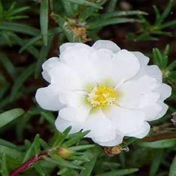 200 White Moss Rose (Portulaca Grandiflora) Seeds - Seed World