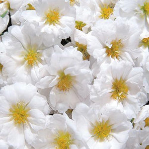 200 White Moss Rose (Portulaca Grandiflora) Seeds - Seed World