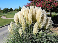 200 White Pampas Grass Seeds - Seed World