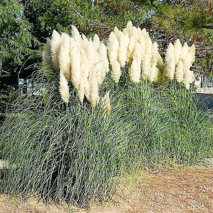 200 White Pampas Grass Seeds - Seed World