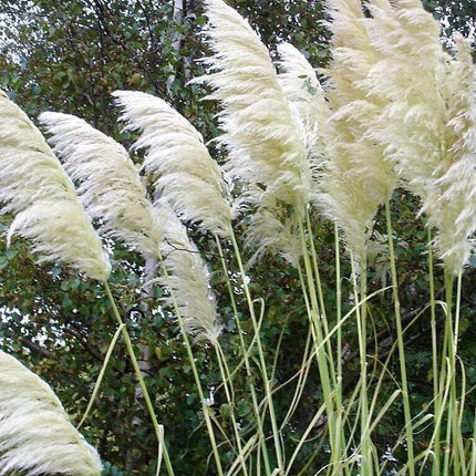 200 White Pampas Grass Seeds - Seed World