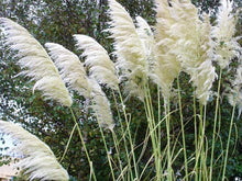 200 White Pampas Grass Seeds - Seed World