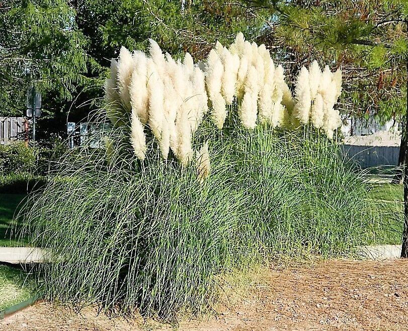 200 White Pampas Grass Seeds - Seed World