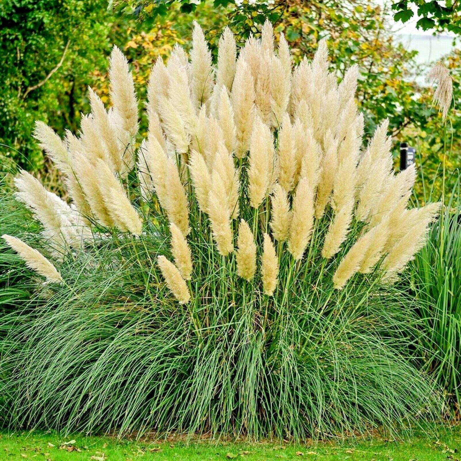 200 White Pampas Grass Seeds - Seed World