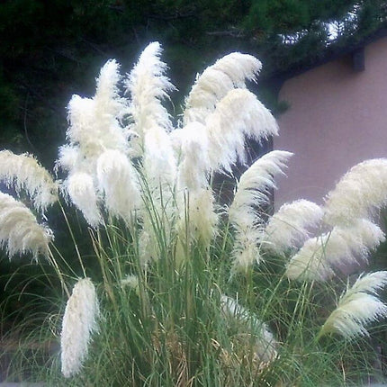 200 White Pampas Grass Seeds - Seed World