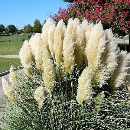 200 White Pampas Grass Seeds - Seed World