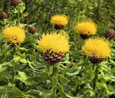 200 Yellow Globe Cornflower Seeds - Seed World