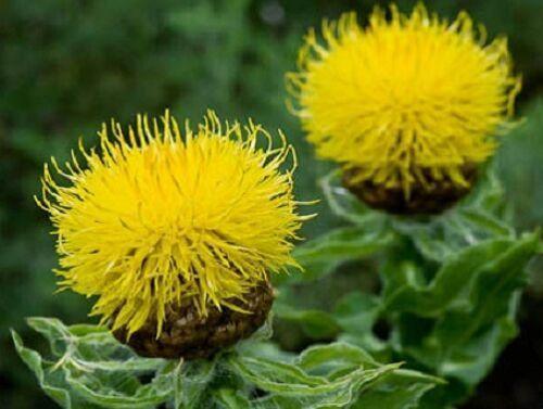 200 Yellow Globe Cornflower Seeds - Seed World