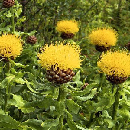 200 Yellow Globe Cornflower Seeds - Seed World