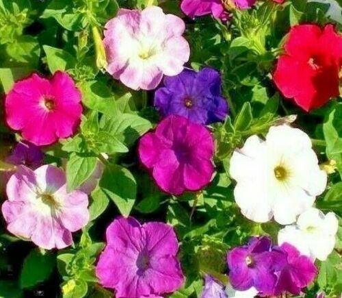 Dwarf Petunia Mix Seeds - Seed World