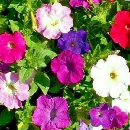2000 Dwarf Petunia Flower Mix Seeds - Seed World
