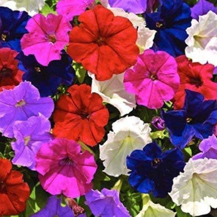 2000 Dwarf Petunia Flower Mix Seeds - Seed World