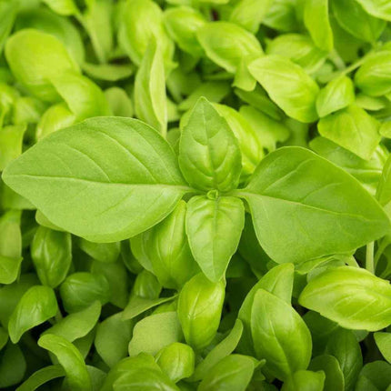 2,000 Mint Mix Seeds - 4 Varieties - Seed World