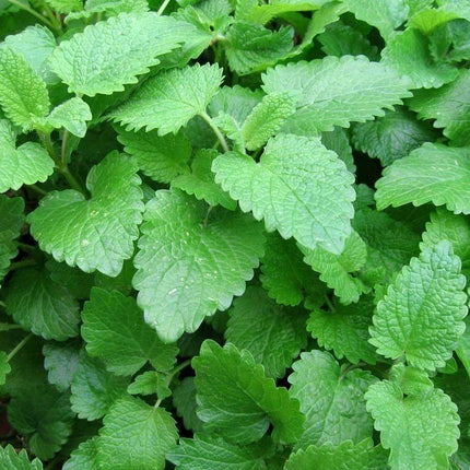 2,000 Mint Mix Seeds - 4 Varieties - Seed World