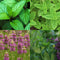 2,000 Mint Mix Seeds - 4 Varieties - Seed World