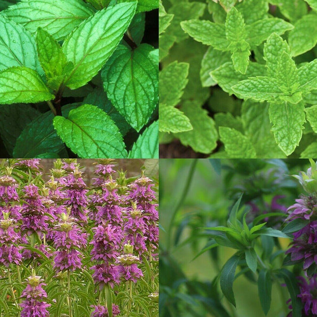 2,000 Mint Mix Seeds - 4 Varieties - Seed World