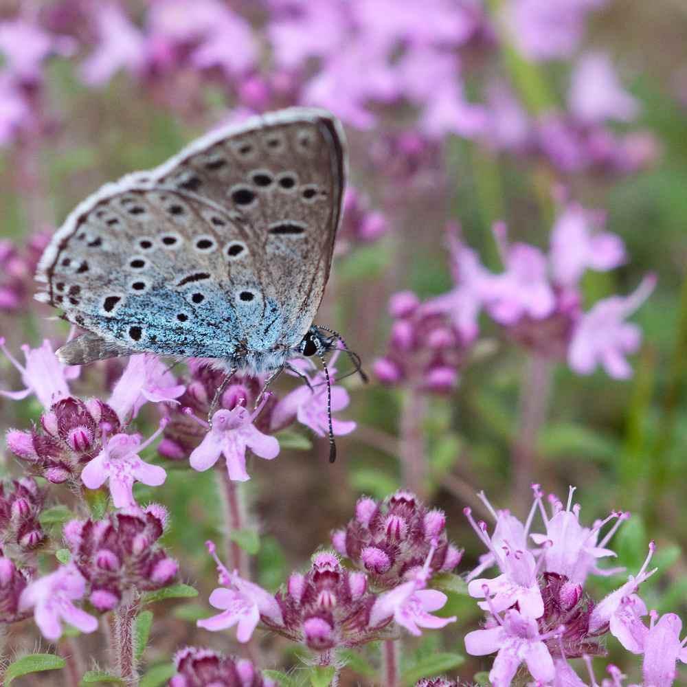 Butterfly on a pink flower with a blurred floral background