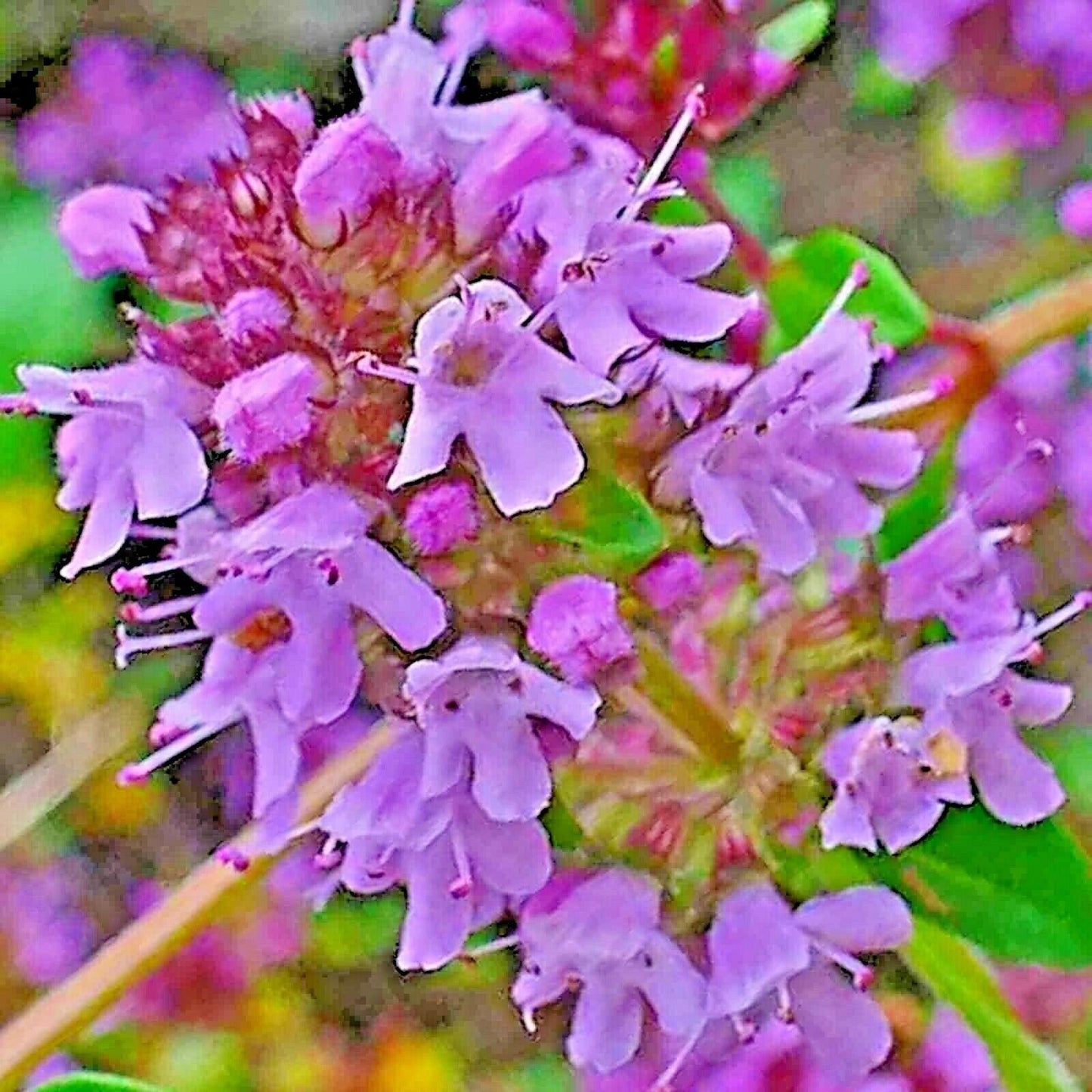 Close-up of purple flowers with green leaves