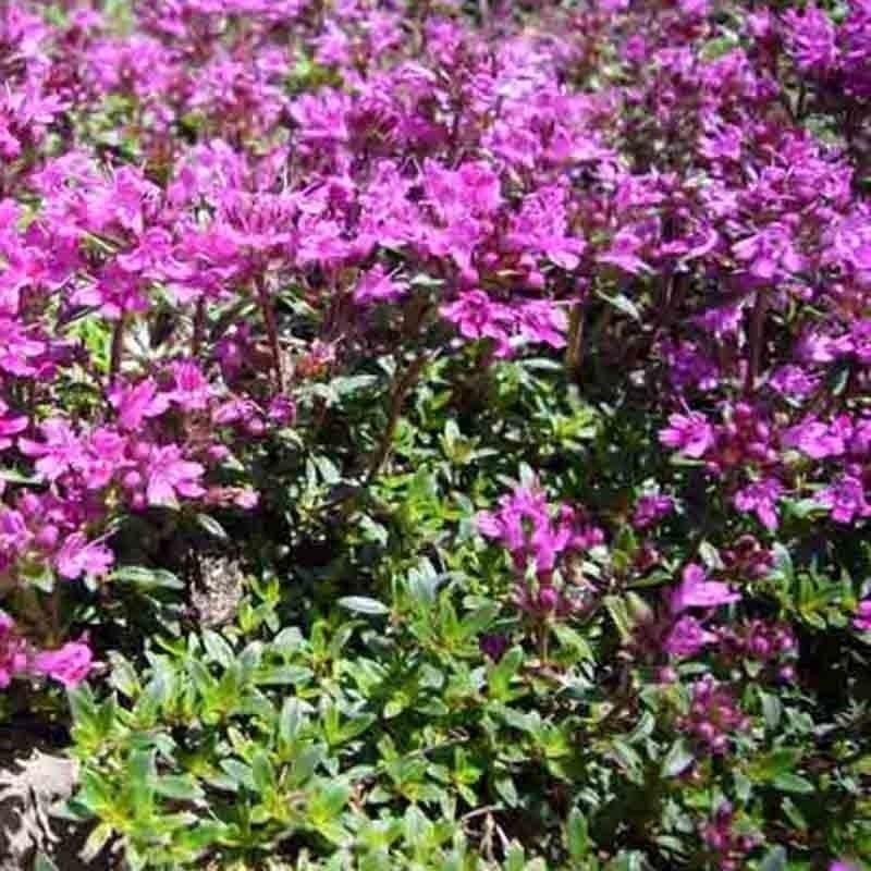 Close-up of a field of pink flowers with green leaves