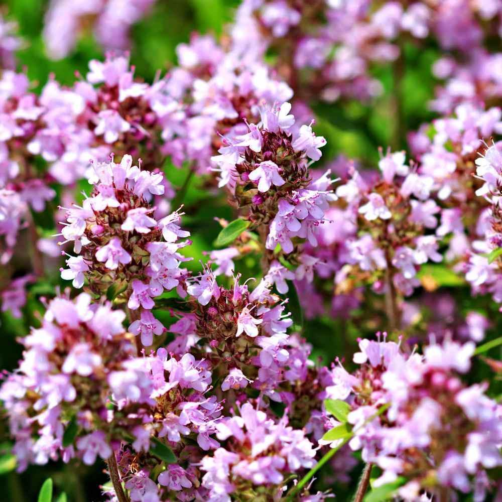 Close-up of pink flowers with a blurred green background