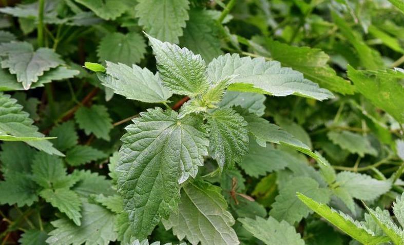 2000 Stinging Nettle Seeds – Urtica Dioica Herb - Seed World