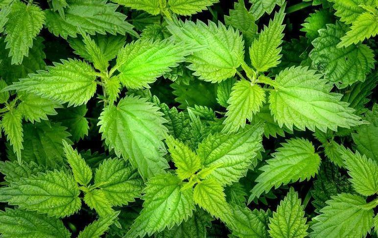 2000 Stinging Nettle Seeds – Urtica Dioica Herb - Seed World