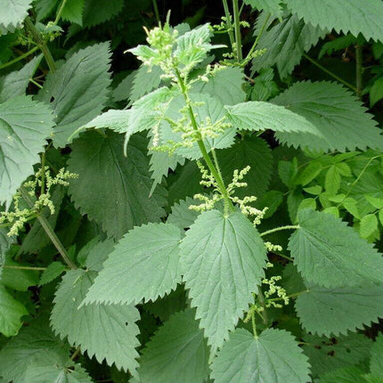 Close-up of green leaves with a blurred natural background