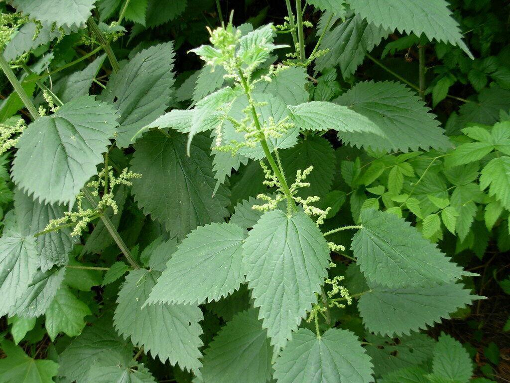 2000 Stinging Nettle Seeds – Urtica Dioica Herb - Seed World