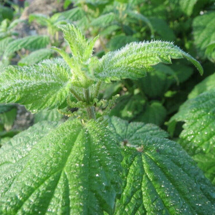 Close-up of green leaves with water droplets on a blurred natural background
