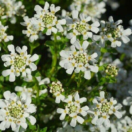 2,000 Tall Mixed Candytuft (Iberis Umbellata) Seeds - Seed World