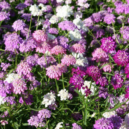 2,000 Tall Mixed Candytuft (Iberis Umbellata) Seeds - Seed World