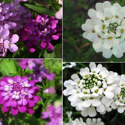 2,000 Tall Mixed Candytuft (Iberis Umbellata) Seeds - Seed World
