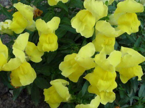2000 Snapdragon Corona Mix Seeds - Seed World