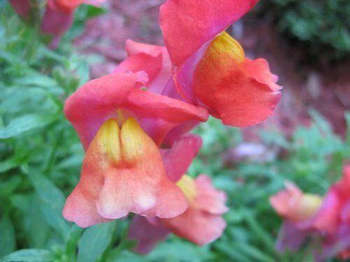 2000 Snapdragon Corona Mix Seeds - Seed World