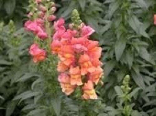 2000 Snapdragon Corona Mix Seeds - Seed World