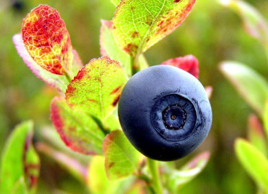 20 Common Bilberry Seeds - Seed World