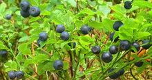 20 Common Bilberry Seeds - Seed World