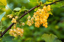 20 Golden Currant Berry Seeds (Ribes Aureum) - Seed World